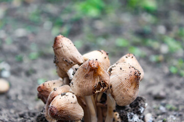 Inedible toadstool mushrooms. Mushrooms in the meadow.