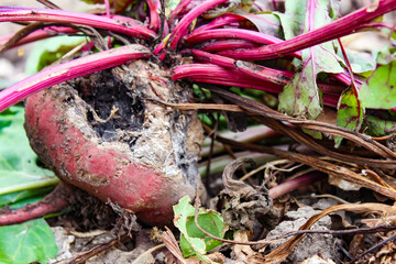 Broken candle. Beets with mold on the ground. Cooking poor quality food.