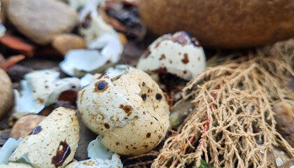 Obraz premium Broken quail eggs on the street in the stones. Quail egg shell. Broken eggs.