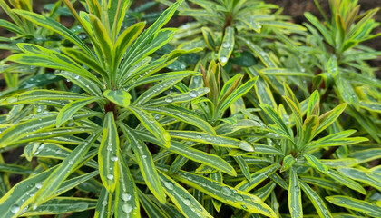 Plant outdoors after rain, macro.