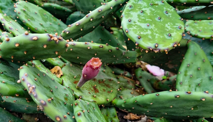 Cactus prickly pear macro. Selective focus.