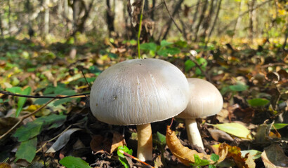 Autumn forest two mushrooms close-up.