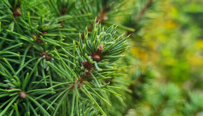 Green branches of a coniferous tree.