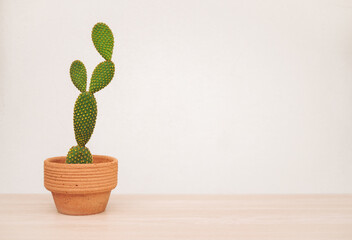 close up of  small cactus or succulent plant in a clay  pot on a wooden shelf on a white background with copy space. Cactus plants on wooden shelves on white concrete wall. decorative design