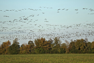 unzählige Kraniche fliegen im Herbst zu ihren Rastplätzen