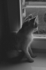 cat looking through the window © Jan