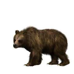 Fototapeta premium 3D illustration of a brown bear viewed from the side isolated on transparent background.