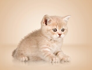 A small domestic cat play on light background