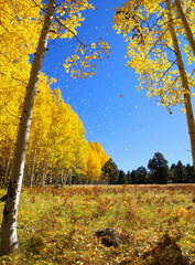 Quaking aspen, Hart Prairie, Coconino National Forest, Arizona