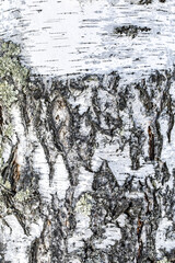 Close up vertical texture of birch bark