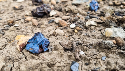 Spoiled plums on the ground.