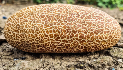 A huge old overripe cucumber with an interesting texture.