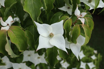 Obraz premium beautiful flower