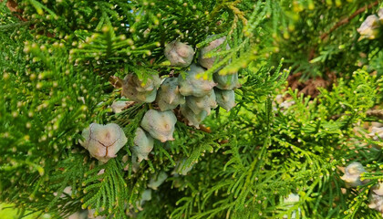 Green branches of a coniferous tree with cones.