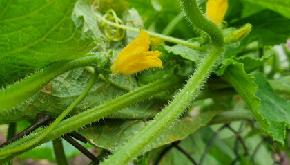 Flowering cucumber bush. Growing cucumbers.