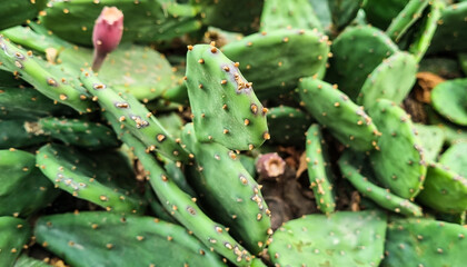 Cactus prickly pear macro. Selective focus.