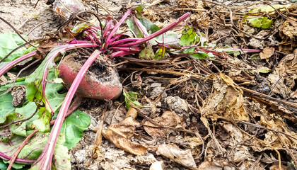 Broken candle. Beets with mold on the ground. Cooking poor quality food.