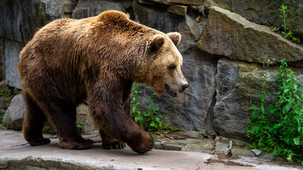Brown bear or ursus walks on artificial stone wall. Predators in captivity, zoo or national park