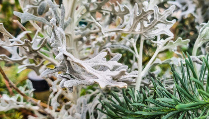Cineraria silver dust. Seaside cineraria. White fluffy outdoor plant. landscape design. Plant selection.
