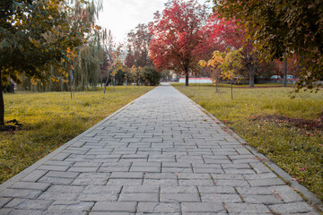 Walkway in the park with autumn trees. Autumn in the park.