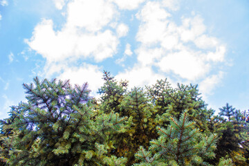 Coniferous branches against the blue sky with clouds.
