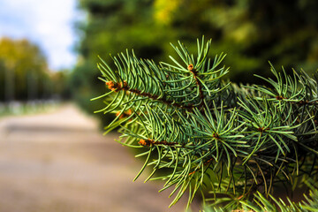 Green branches of a coniferous tree.