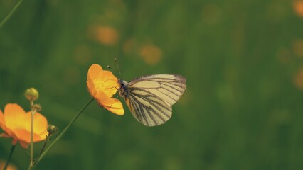 WeißerSchmetterling