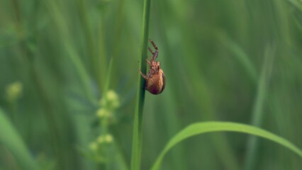 Spinne