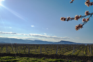 Image of a vineyard in early spring.