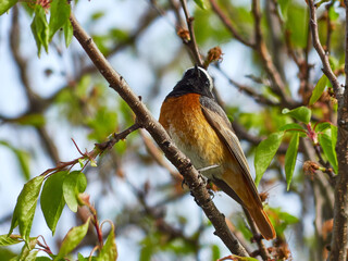 Redstart on a tree. Common redstart. Phoenicurus phoenicurus. Gartenrotschwänzchen.
