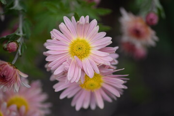 white fluffy daisies, chrysanthemum flowers on a green background Beautiful pink chrysanthemums close-up in aster Astra tall perennial, new english (morozko, morozets) texture gradient purple flower