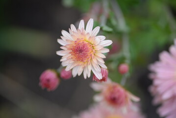 Fototapeta premium white fluffy daisies, chrysanthemum flowers on a green background Beautiful pink chrysanthemums close-up in aster Astra tall perennial, new english (morozko, morozets) texture gradient purple flower