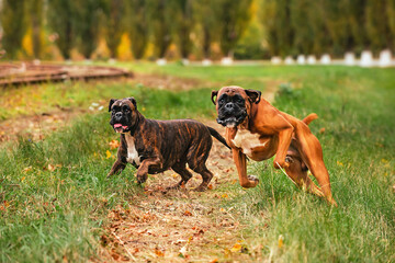 Two dogs of the German boxer breed of red and brindle color cheerfully run and play with each other...