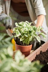 Adding Fertile Soil in Pot