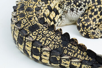 Saltwater crocodile Crocodylus porosus isolated on white background