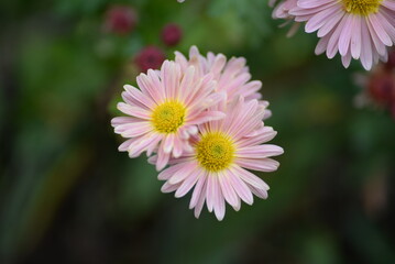 Obraz premium white fluffy daisies, chrysanthemum flowers on a green background Beautiful pink chrysanthemums close-up in aster Astra tall perennial, new english (morozko, morozets) texture gradient purple flower
