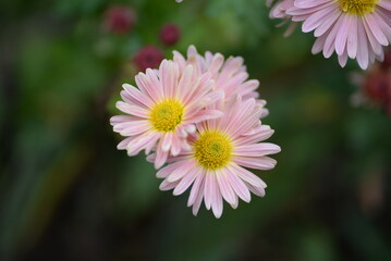white fluffy daisies, chrysanthemum flowers on a green background Beautiful pink chrysanthemums close-up in aster Astra tall perennial, new english (morozko, morozets) texture gradient purple flower