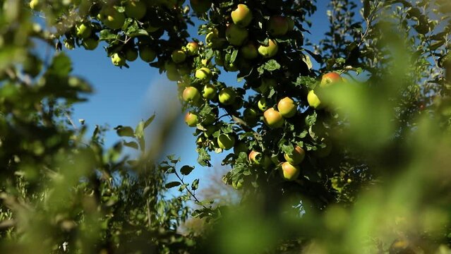 Slow motion Ripe apples trees in orchard ready for harvesting fruit