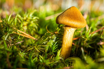 Grzyb © Dariusz