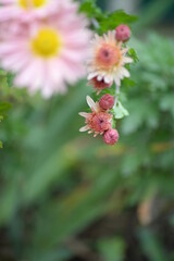 white fluffy daisies, chrysanthemum flowers on a green background Beautiful pink chrysanthemums close-up in aster Astra tall perennial, new english (morozko, morozets) texture gradient purple flower