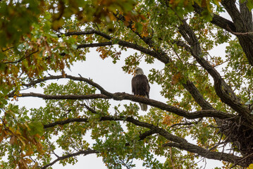 Bald Eagle Perched In A Tree with Fall Foliage