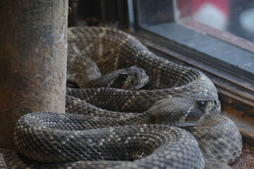 Dos serpientes de cascabel enroscadas en el suelo