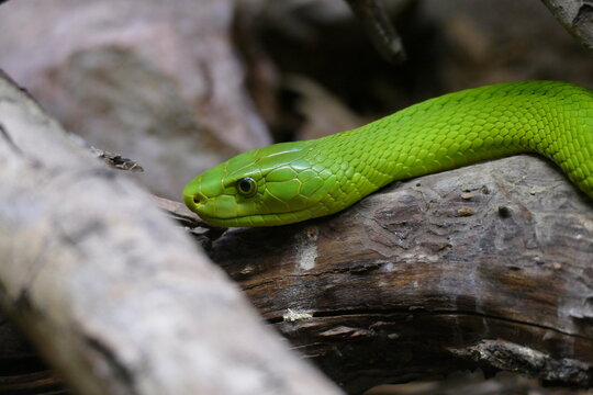 Serpiente verde sobre una rama- Dendroaspis viridis- Dendroaspis angusticeps - Mamba verde