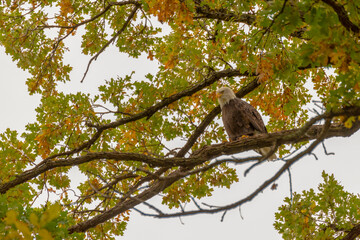 Bald Eagle Perched In A Tree with Fall Foliage