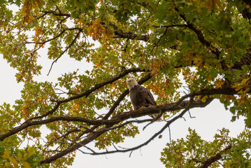 Bald Eagle Perched In A Tree with Fall Foliage