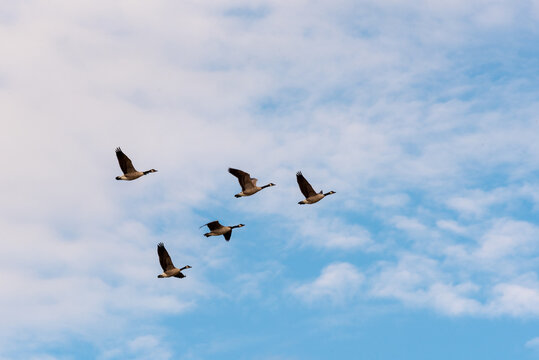 Canda Geese In Fall Migration Flight
