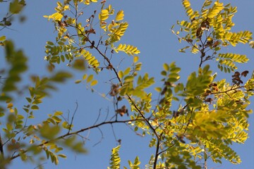 Autumn landscape painted with a brush of nature in bright colors of autumn tree leaves in the park against the blue sky selective focus, bokeh, blurred background