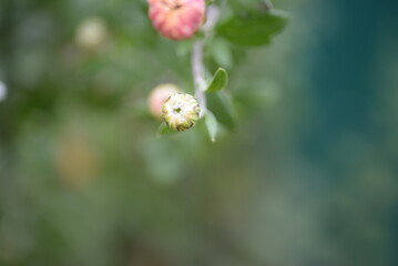 white fluffy daisies, chrysanthemum flowers on a green pink cream delicate  pink chrysanthemums close-up in aster Astra tall perennial,
new english (morozko, morozets) texture gradient purple flower 