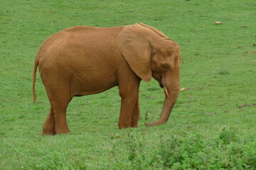 Elefante adulto con colmillos y barro por su cuerpo sobre hierba verde