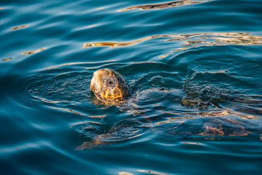 Loggerhead Sea Turtle Underwater Then Emerging Above Water Surface To Catch Fresh Air Sip. Beauty In Nature Concept Photo On Cephalonia Island, Greece.